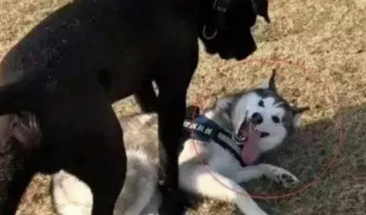 哈士奇主动挑衅猛犬卡斯罗，眼看要被揍时，竟然这样蒙混过关