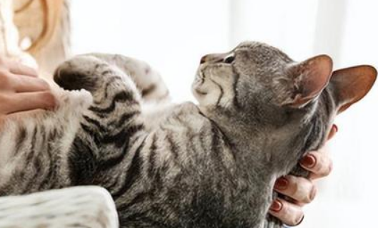 10岁男孩将宠物猫画进童话世界