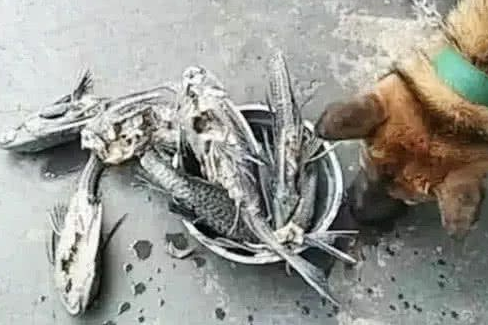 男子河里抓了清道夫，煮了之后给土狗吃，出来一看无法淡定了！
