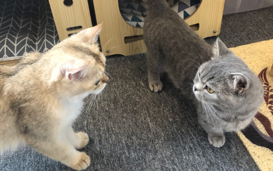 养猫消费究竟有多高？生个病花钱如流水
