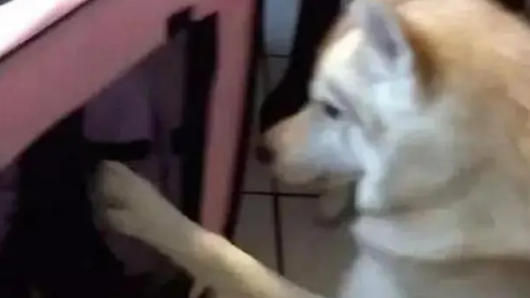 自从主人养了几只小奶猫后，哈士奇就化身保姆，每天照顾小奶猫