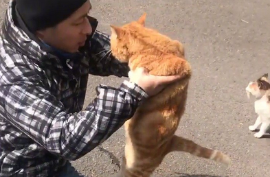 街边发现一只被黏住的橘猫，仔细一看，又好笑又揪心 