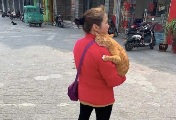 老奶奶向路人炫耀橘猫，如同炫耀孙子一样，猫：我胖我骄傲