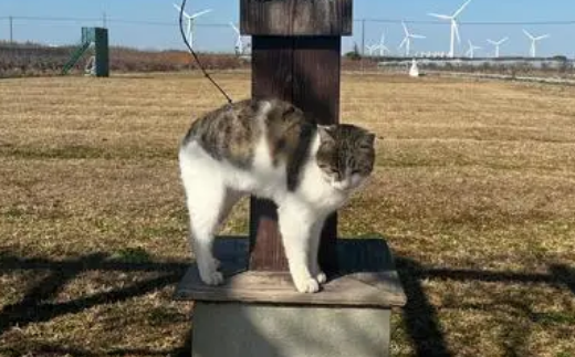 约400只猫生活在上海老港猫岛，善待流浪猫