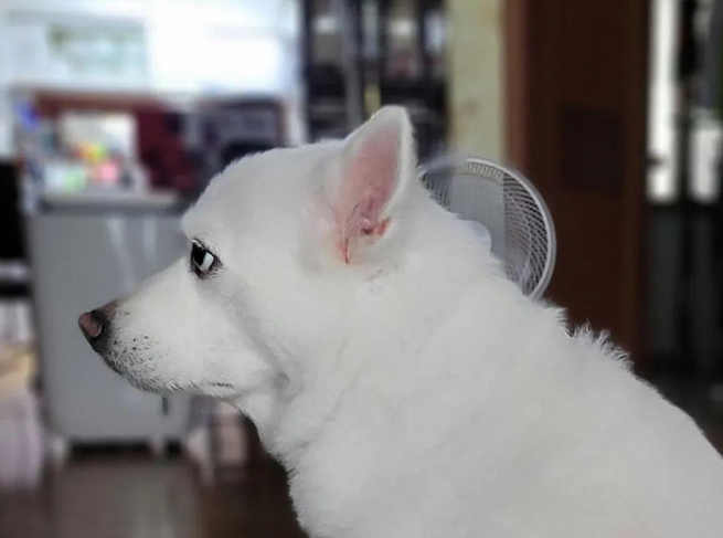 主人跟爱犬吵架说了重话，气坏狗子了，单方面开始冷战，该怎么哄