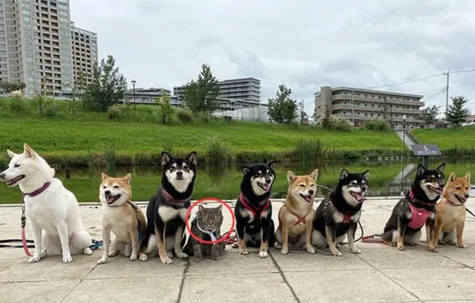 柴犬聚会，中间却出现一个灰色的“间谍”，细看被萌翻