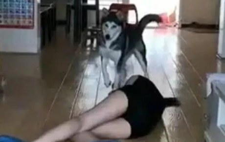 女主人假装晕倒，想要看看哈士奇是否会救援，结果却被二哈气哭