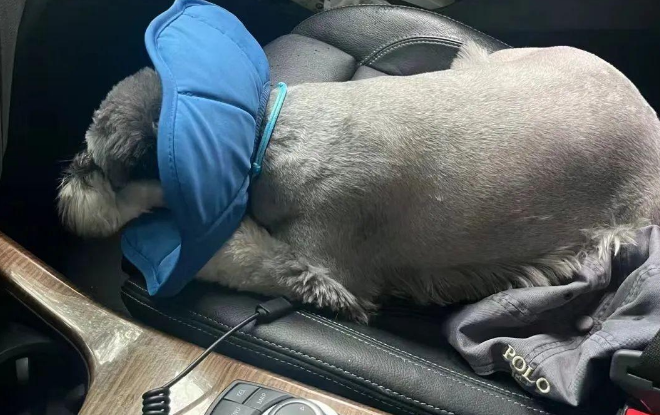 狗子被铲屎官带去医院，结果全程像在历劫...