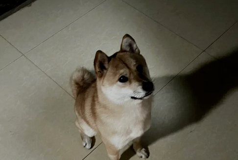 网友凌晨回家，发现门口有一只小柴犬守候，狗子：终于有人回来了，都等一晚上了！