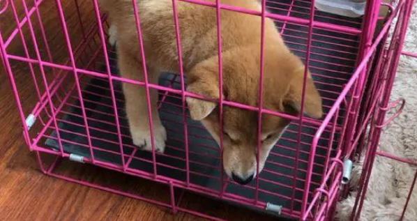 柴犬的笼子里还分了客厅和卧室，柴犬：卧室太小了！