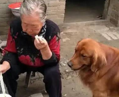 主人因工作忽略金毛，金毛孤独得了抑郁，送去给奶奶后判若两狗