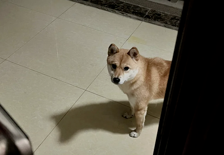 网友凌晨回家，发现门口有一只小柴犬守候，狗子：终于有人回来了，都等一晚上了！