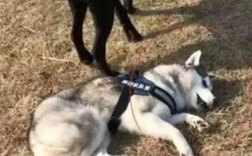 哈士奇主动挑衅猛犬卡斯罗，眼看要被揍时，竟然这样蒙混过关