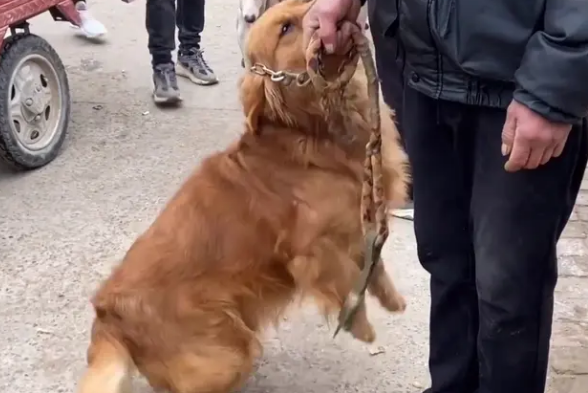 金毛犬讨好主人，希望别卖它，见同类被抓到狗肉车，直发抖
