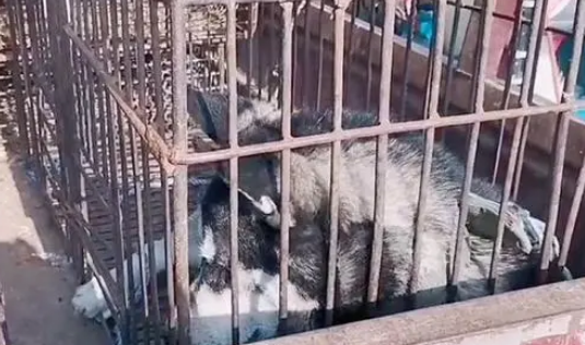 哈士奇被卖狗肉车，小伙救下后竟发现这只二哈不拆家还粘人
