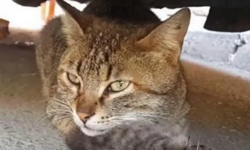 图片.pnga猫咪带孩子躲货车底下不愿离开，走近一看，发现它的眼睛有泪痕 