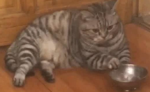 猫咪想吃零食敲碗暗示主人，“你看着碗是不是缺了点小鱼干？”