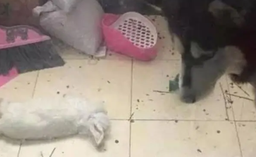 主人刚买回来的兔子，却被哈士奇一个热情举动，活活吓死了