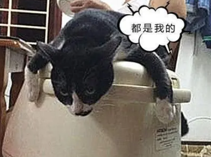 老爸盛饭遇阻，只见猫咪趴电饭煲上，一脸不爽：都是我的！