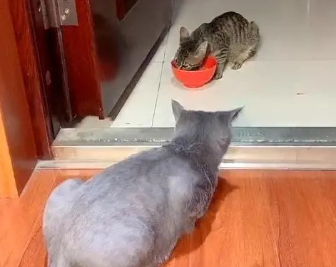 同样是猫，流浪猫瘦成“皮包骨”，门内的宠物猫胖乎乎还挑食