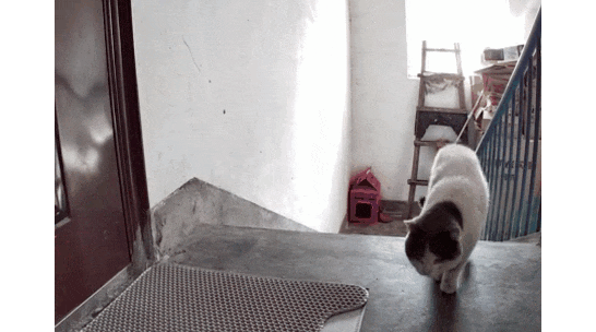 网友为流浪猫找了新主人，可送养一天猫咪就跑回来蹲在她家门口等待：其实我想跟你回家...