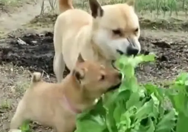 土狗菜园子里偷菜吃，被小主人教训后做出这个动作，网友：王者狗