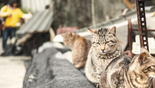 万名爱猫人抗议长跑干扰猫咪栖息地 要求更改线路