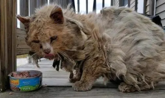 流浪猫主动向人讨食，却被家猫攻击，女子养2个月后猫咪去了喵星