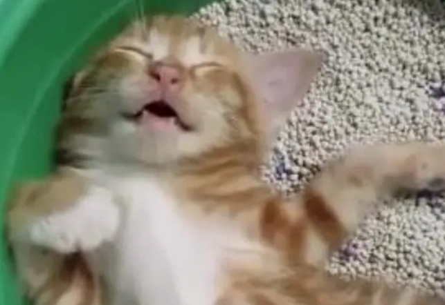 以前听说猫咪都很爱干净，但养了猫咪后，完全看不出爱干净的样子