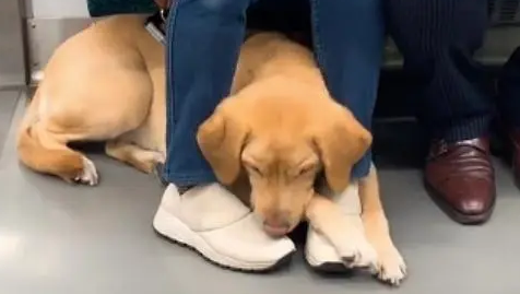 导盲犬带主人乘地铁，狗狗趴下的样子让人称赞