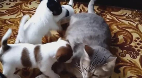 小狗围着猫咪要奶喝，猫咪被迫当“保姆”，惊愕表情萌哭网友