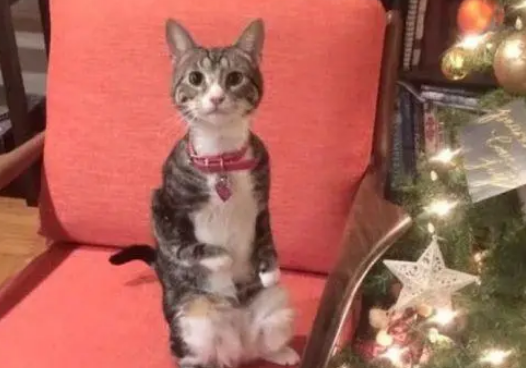 一只前腿残疾需要站立的小猫，被猫妈抛弃，遇到好心的主人