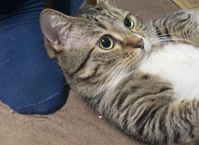 猫咪瘫在地上看电视，这慵懒的坐姿...像极了“啤酒肚大叔”！