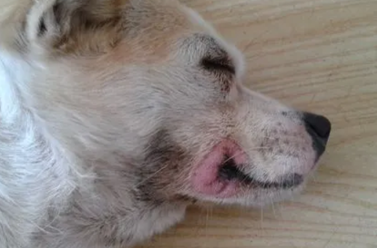 猫猫狗狗生病了，杭州哪家动物诊疗机构更靠谱？看星级就知道了