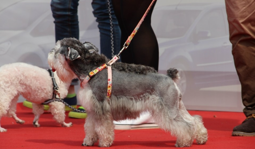 珠海市养犬条例实施半月，但不文明养犬现象还普遍存在