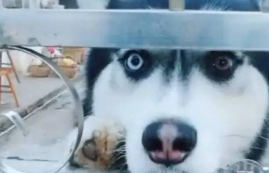 门上挂着内有恶犬的牌子，结果一看竟然是哈士奇，瞬间笑喷