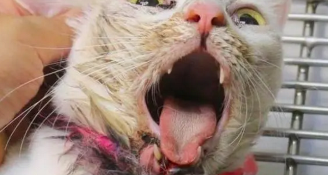 路边的猫咪老是张着嘴哈气，送去医院一检查，医生的话让人心疼