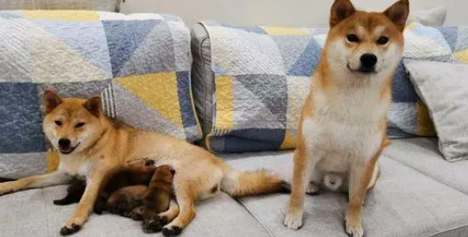 小狗在柴犬夫妻的悉心照顾下，都已经长大，太可爱了