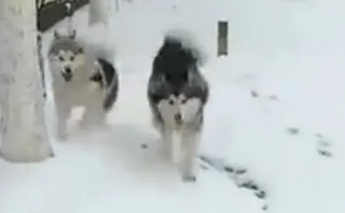 第一次见到雪的哈士奇高兴坏了，结果却被二货主人堆成了雪人