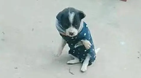 看到狗子穿上衣服之后，主人笑喷了