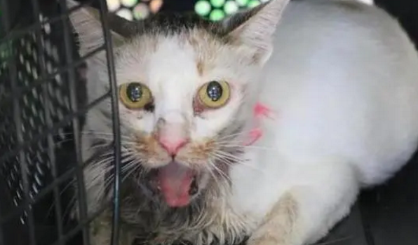 路边的猫咪老是张着嘴哈气，送去医院一检查，医生的话让人心疼