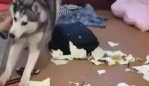 哈士奇见小主人写作业不理自己，于是竟然这样做，真让人哭笑不得