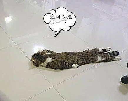 下班看到地上多了“一滩”东西，仔细一看是猫：这是化了吗？