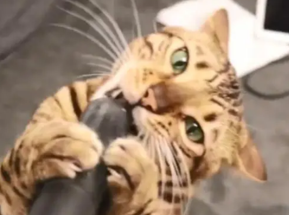 猫咪喜欢被吸尘器“按摩”，主人没了猫咪掉毛烦恼，只是手有点累