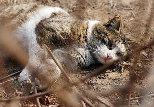 澳洲200万只野猫被判“死刑”，是史上最强的灭猫令，场面盛大