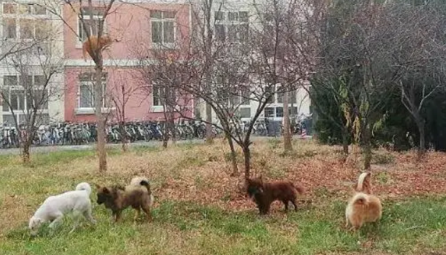 胖橘出门被群狗围攻，慌乱之下的行为笑翻众人