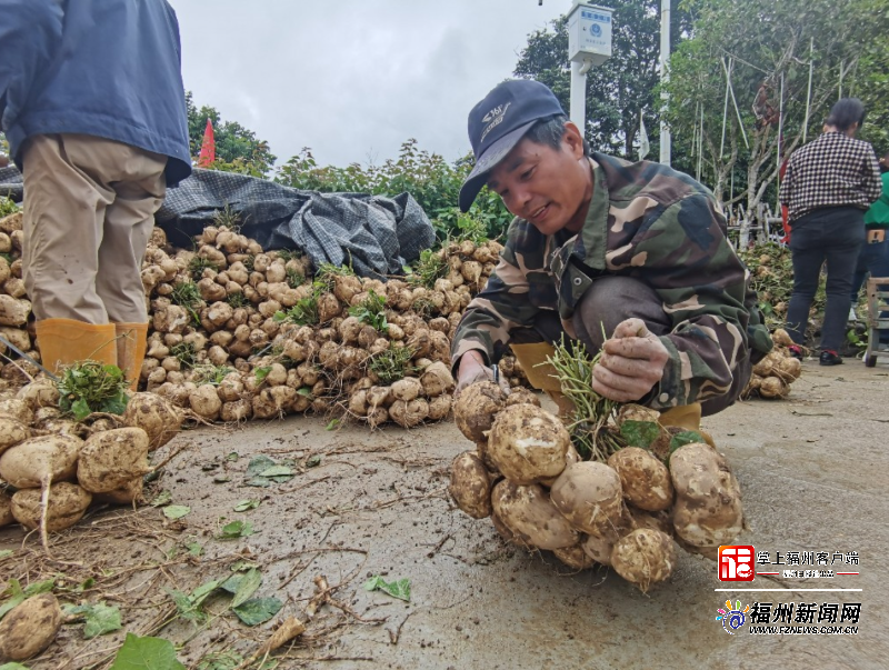 闽侯小箬乡大坂村30亩白地瓜进入丰收期