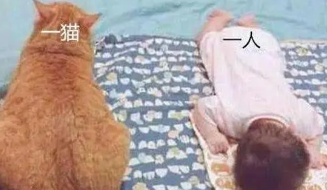 女主人生完宝宝回家，橘猫好奇紧盯宝宝看