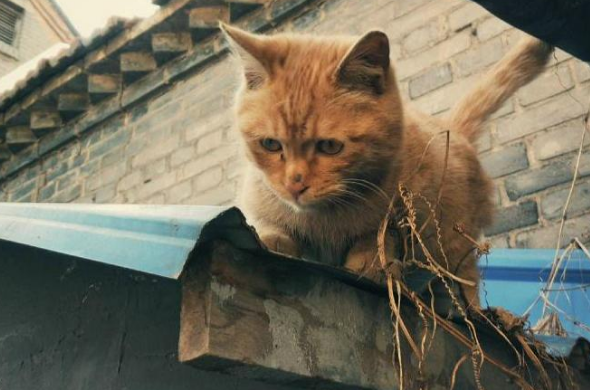 橘猫为了骗吃的，行动前先在泥里滚两圈，然后去别人家讨饭吃