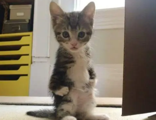 一只前腿残疾需要站立的小猫，被猫妈抛弃，遇到好心的主人